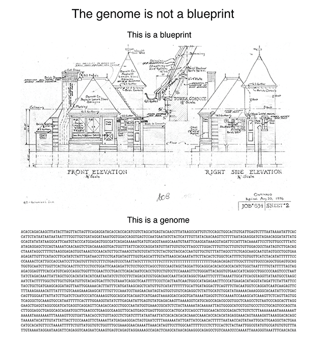 Genome is not a blueprint / Martin Krzywinski @MKrzywinski mkweb.bcgsc.ca