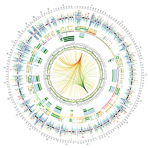 Circos - Circular Genome Visualization / Martin Krzywinski @MKrzywinski mkweb.bcgsc.ca