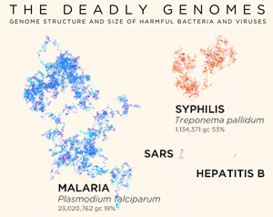 The Deadly Genomes - Size and Structure of Deadly Viruses and Bacteria