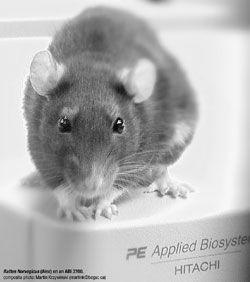 rat (rattus norvegicus) on genome sequencer - alex on an abi 3700 / Martin Krzywinski @MKrzywinski mkweb.bcgsc.ca