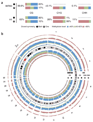 Circos illustrates whole-genome epigenetic data (300 x 390)