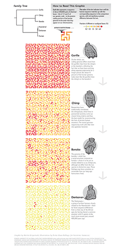 Scientific American Hilbert Curve genome graphic of human, denisovan, chimp, bonobo and gorilla genomes by Martin Krzywinski. / Martin Krzywinski @MKrzywinski mkweb.bcgsc.ca